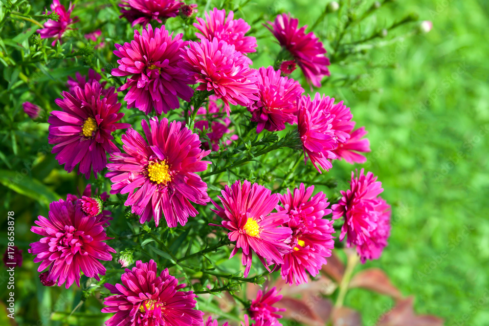 autumn blooming purple asters flowers in park on flower bed autumn blooming purple asters flowers in park on flower bed