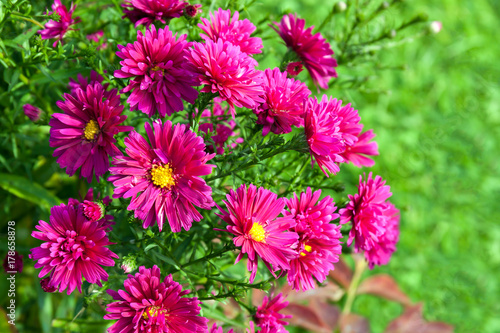 autumn blooming purple asters flowers in park on flower bed