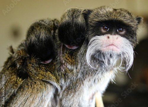 Emperor Tamarin Monkey
