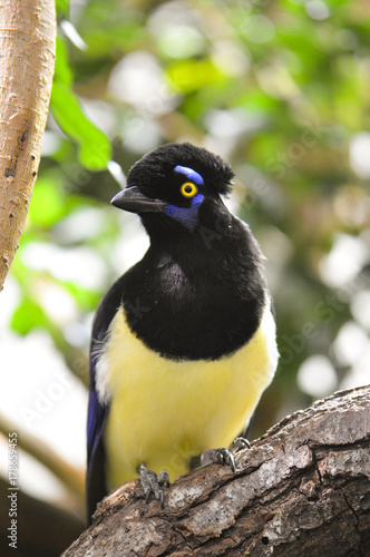 Plushed-crested Jay