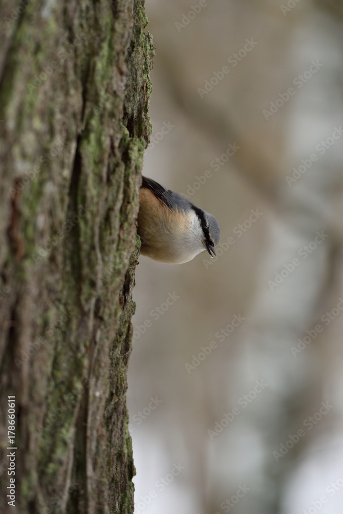 Naklejka premium Eurasian nuthatch, wood nuthatch on tree