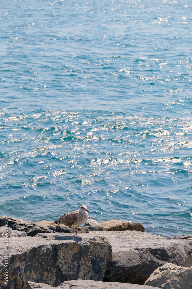 Fototapeta premium 地中海と水鳥