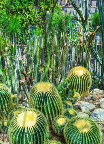 Exotic green cactus plants grow in flower pots in botanic garden. Greenhouse horticulture growing under sun indoor. Spiked peyote cactuses cultivated in botanic glasshouse and outdoor. photo