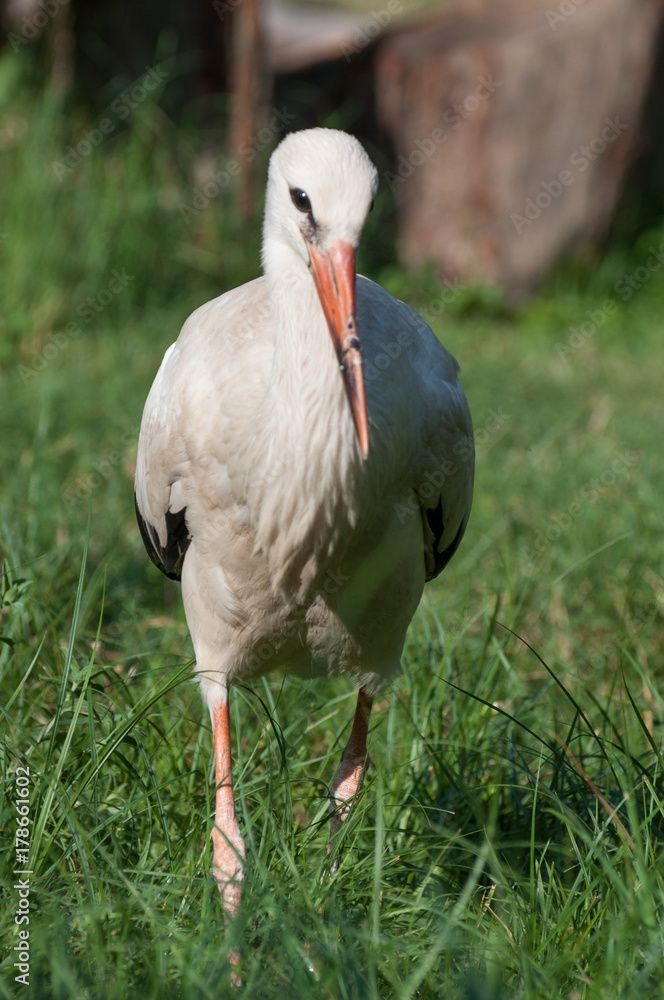 Fototapeta premium cute juvenile stork looking at the camera