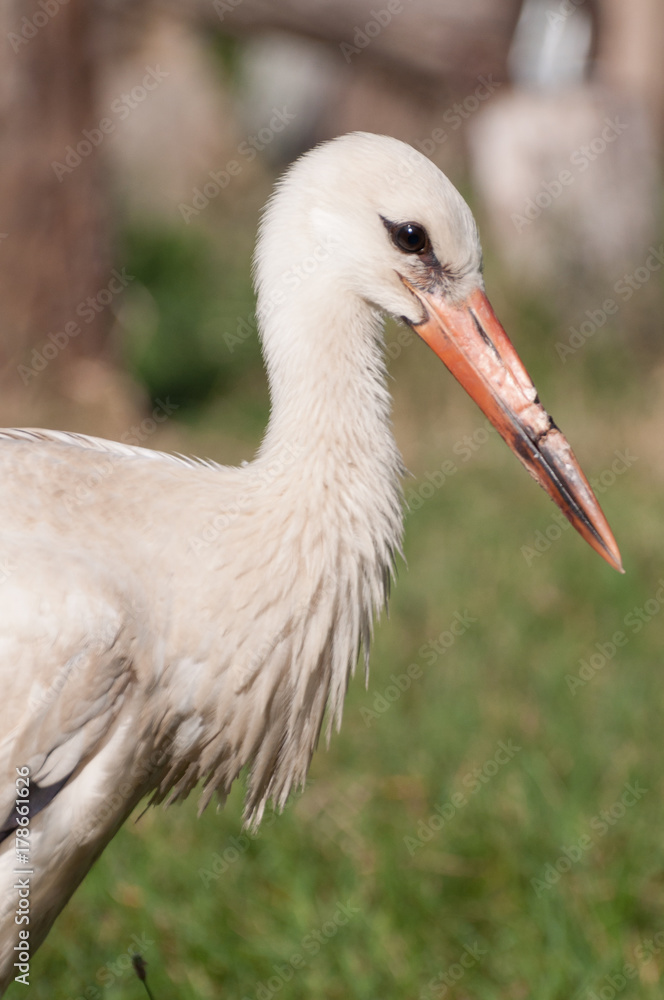 Fototapeta premium fluffy young stork portrait