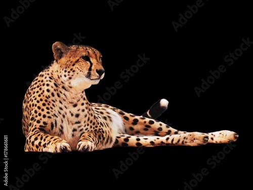 Cheetah spotted isolated at black