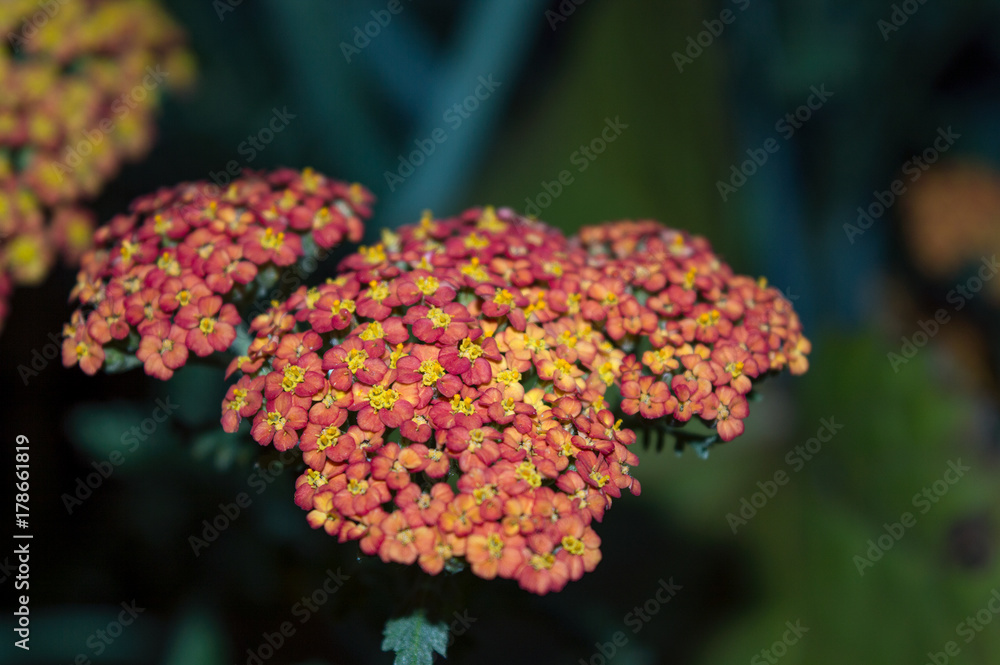 Red yarrow flowers blooming in summer garden, component of herbal medicine of Asteraceae family Red yarrow flowers blooming in summer garden, component of herbal medicine of Asteraceae family