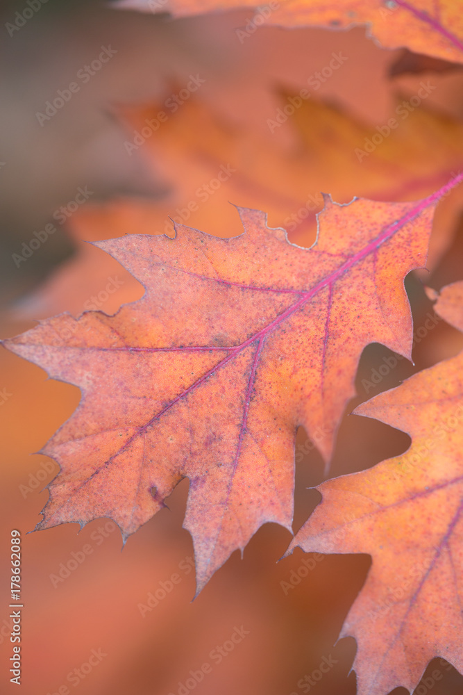 Fototapeta premium Oak leaves in autumn