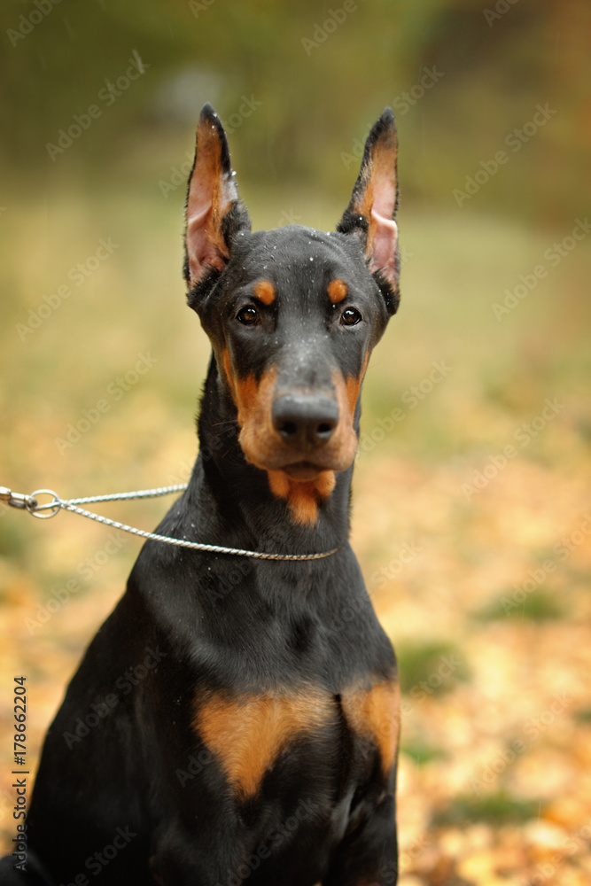 Closeup portrait of a black Doberman Pinscher with cropped ears in the Park with a chain on the neck. Funny puppy