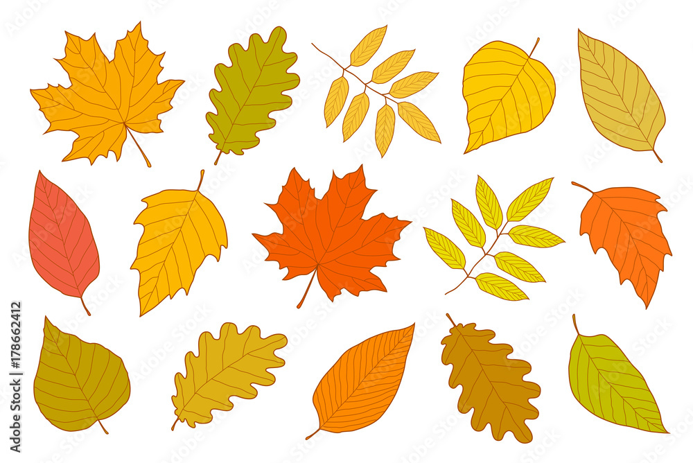 Fototapeta premium hand drawn set of isolated autumn leaves