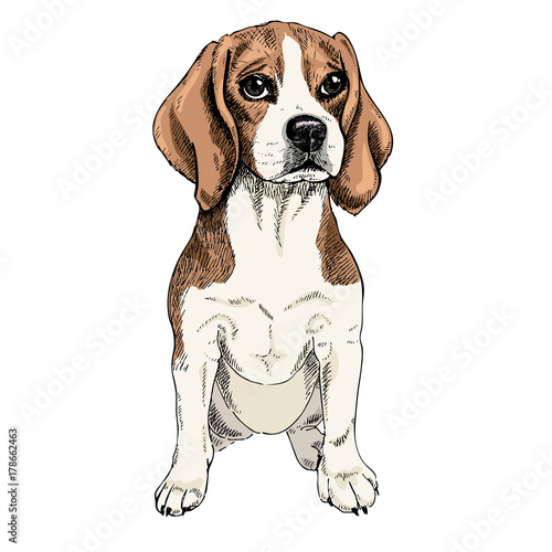 Close-up portrait of sitting Beagle dog. Colored illustration. Vector engraved art. Friendly smilling puppy isolated on white background. Pet shelter, flyer, poster, clothing prints. Sketched poster