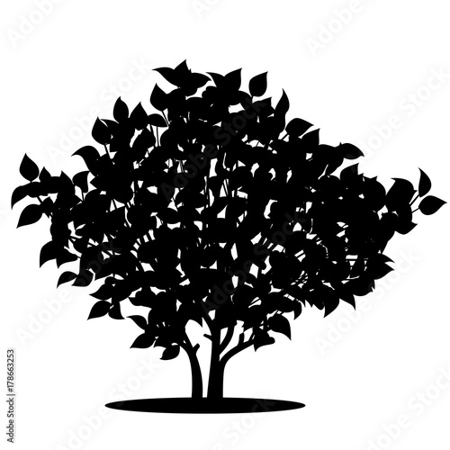 silhouette bush with leaves and shadow