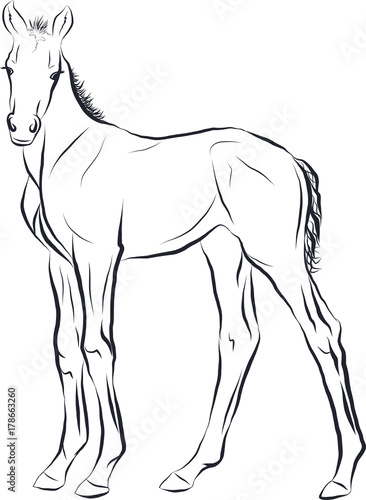 Sketch of the new born foal.