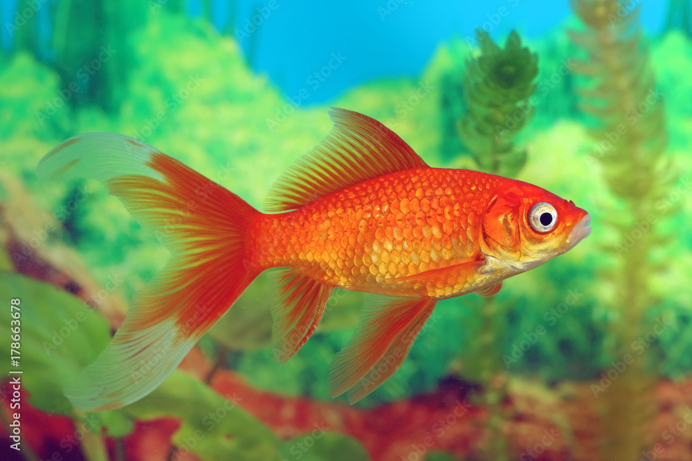 Goldfish red Comet closeup on the background of algae Goldfish red Comet closeup on the background of algae
