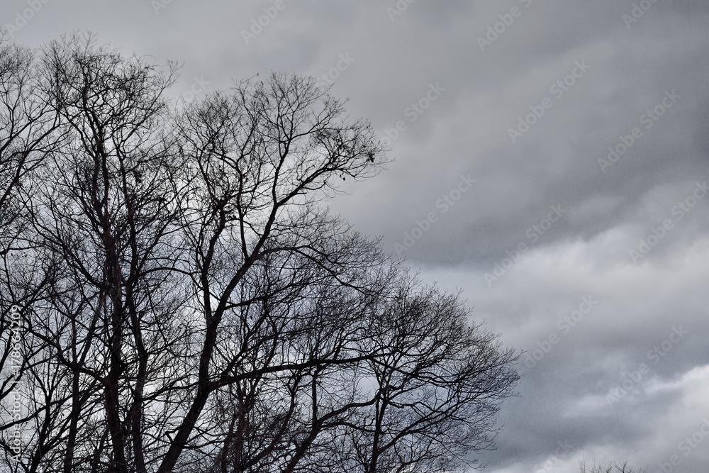 The naked trees shadow in the dark sky
The naked trees shadow in the dark sky