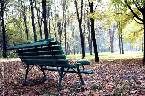 Wooden bench in autumn park. Autumn landscape