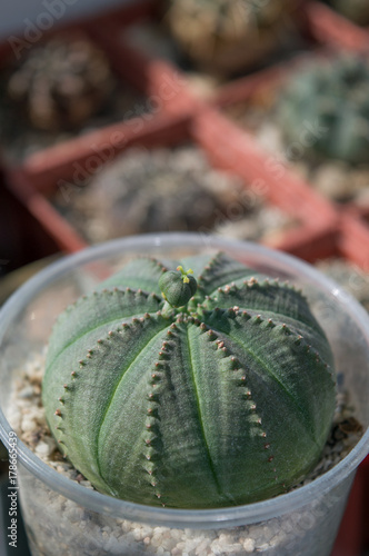 Female plant of Euphorbia obesa with seedpod ripening on the top, round succulent plant from South Africa growing on window sill in cacti collection as indoor plant