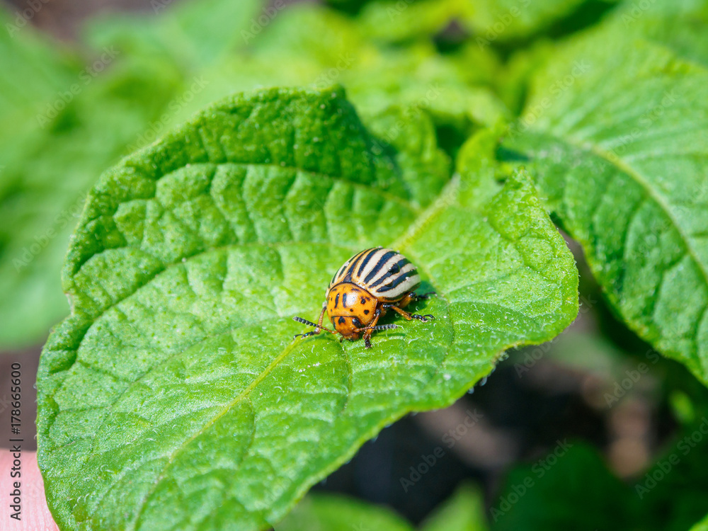 Colorado Bettle Feeding on Leaf of Potato Plant Colorado Bettle Feeding on Leaf of Potato Plant