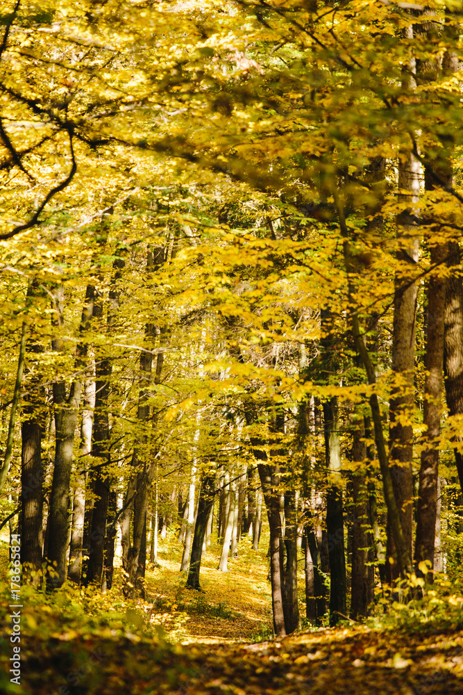 Autumn forest in sunlight with path leading to a meadow