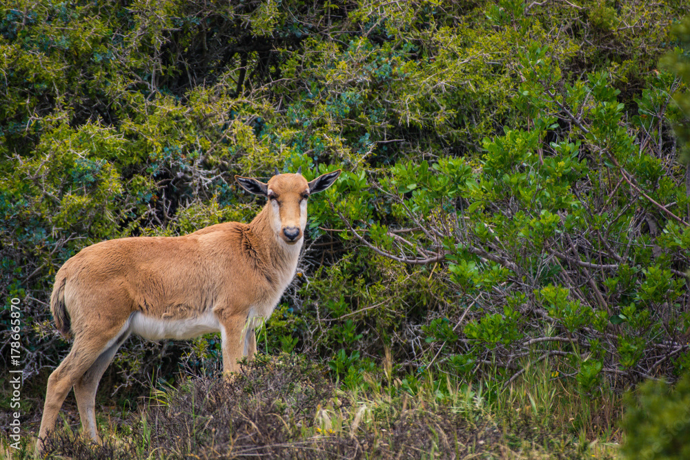 A baby Bontebok antelope calf looks curiously at the photographer in Cape Point Nature Reserve, South Africa 