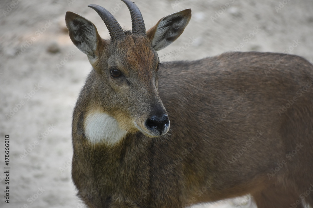 Himalayan Goral Goat at National Zoological Park at Delhi Stock Photo | Adobe Stock Himalayan Goral Goat at National Zoological Park at Delhi Stock Photo | Adobe Stock