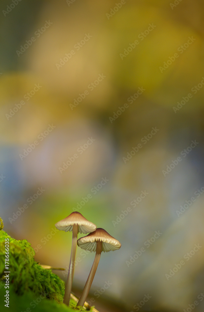Champignon Champignon