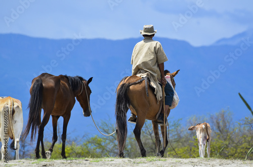 horses, man and calf © S J Lievano