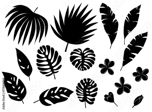 tropical palm leaves