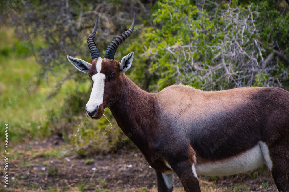 Female Bontebok antelope in the Cape Point Nature Reserve, South Africa Female Bontebok antelope in the Cape Point Nature Reserve, South Africa