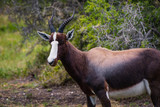 Female Bontebok antelope in the Cape Point Nature Reserve, South Africa 