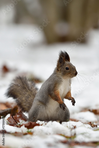 Red Squirrel standing on snow © Erik Mandre