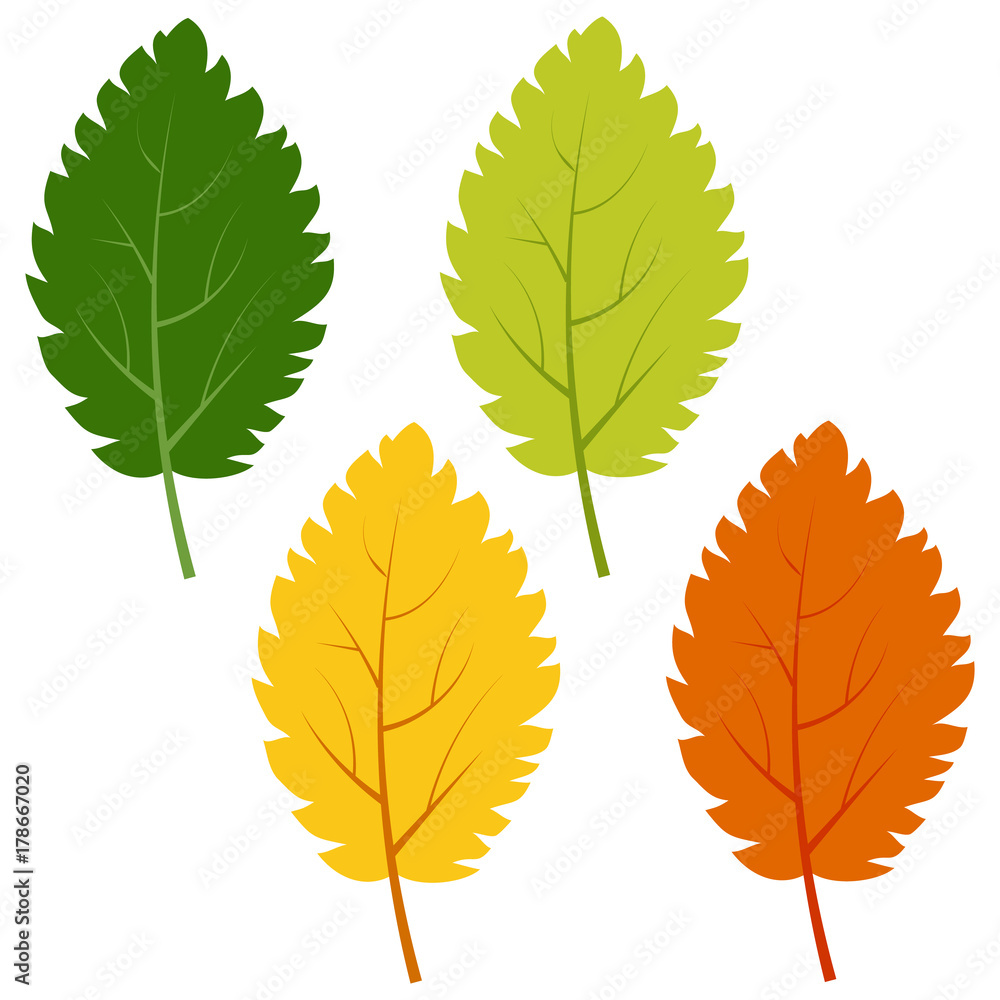Set of green, yellow and red leaves isolated on white background. Vector illustration of autumn leaves.
Set of green, yellow and red leaves isolated on white background. Vector illustration of autumn leaves.