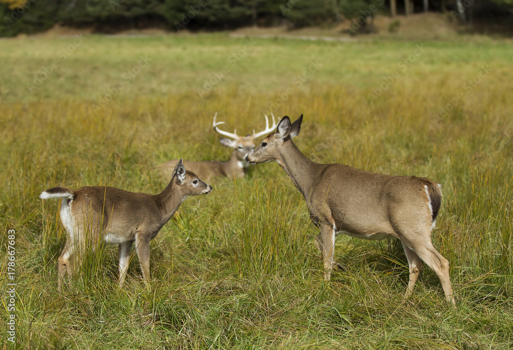 Obraz premium White-tailed deer in an autumn meadow