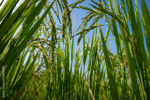 Low angle view of ears of rice with blue sky in the background