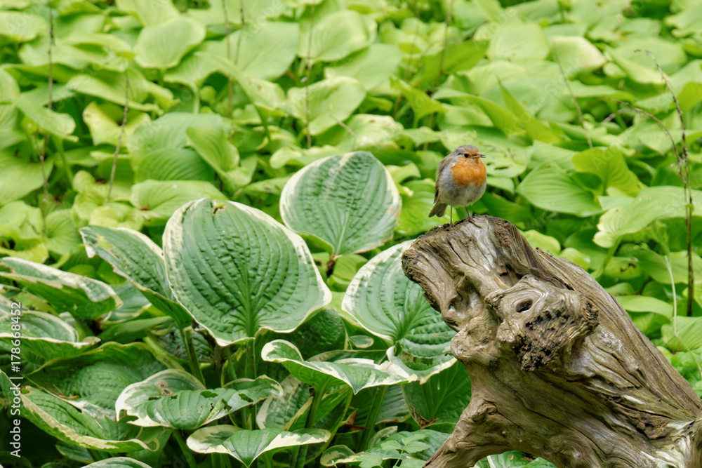 Single redbreast on a trunk