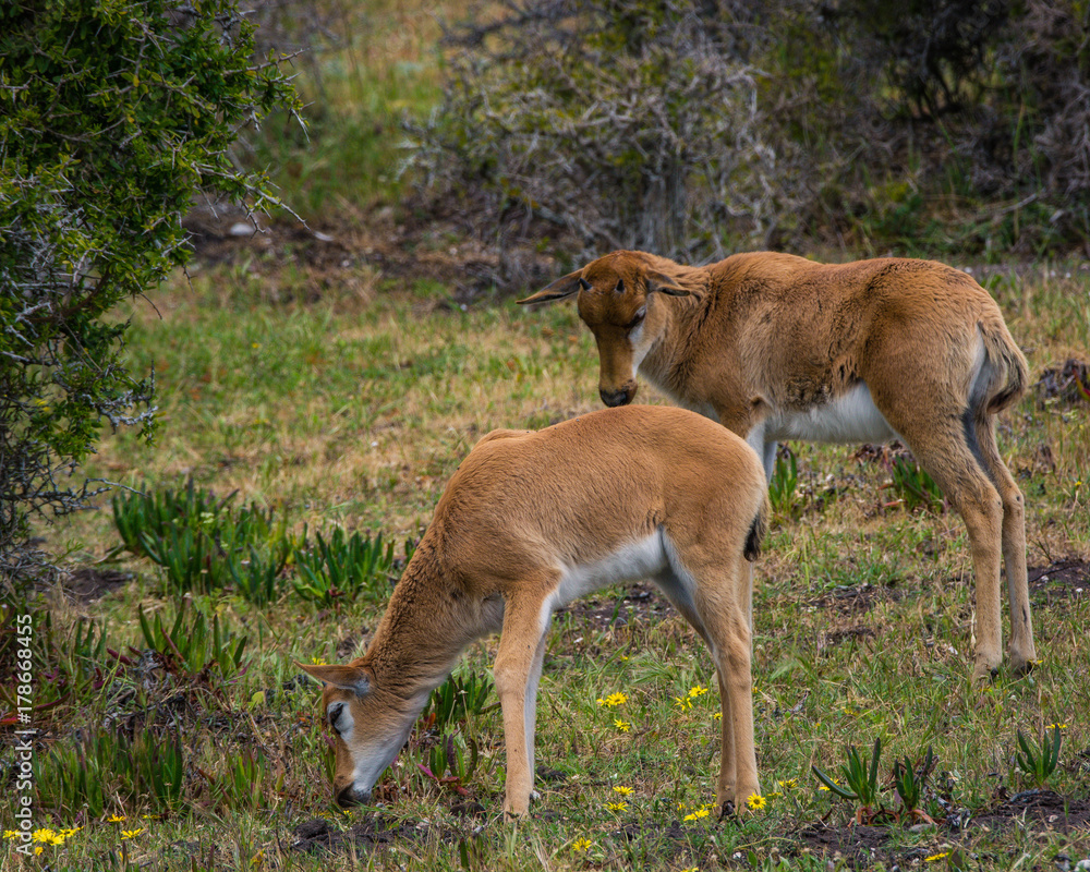 Baby Bontebok antelope calf looks to see what its sibling has found on the ground, in the Cape Point Nature Reserve, South Africa. 
