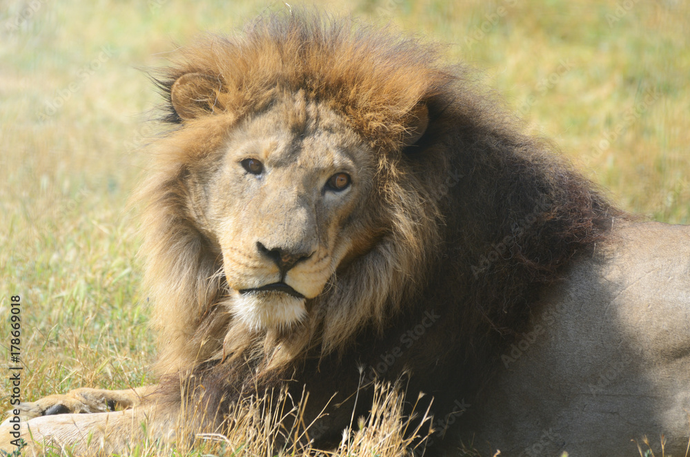 Fototapeta premium Close-up portrait of a old fluffy Lion