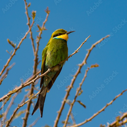 Swallow-tailed bee-eater in tree against blue sky