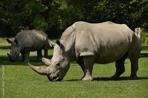 White rhinoceros in the beautiful nature looking habitat. Wild animals in captivity. Prehistoric and endangered species in zoo.