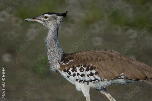 Close-up of head and body of striding Kori bustard bird
