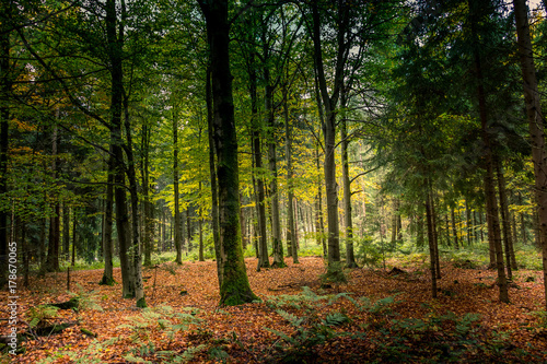 Herbstwald 2