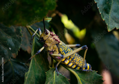 Amazing Colourful bug Phymateus viridipes aka Rainbow Milkweed Locust Grashopper  photo