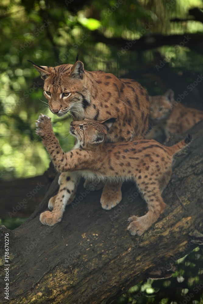 Euroasian lynx in the bavarian national park in eastern germany, european wild cats, animals in european forests, lynx lynx Euroasian lynx in the bavarian national park in eastern germany, european wild cats, animals in european forests, lynx lynx
