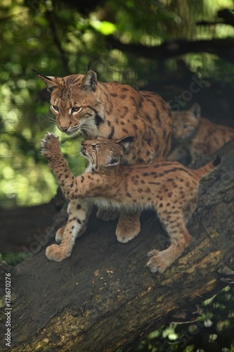 Euroasian lynx in the bavarian national park in eastern germany, european wild cats, animals in european forests, lynx lynx  © photocech