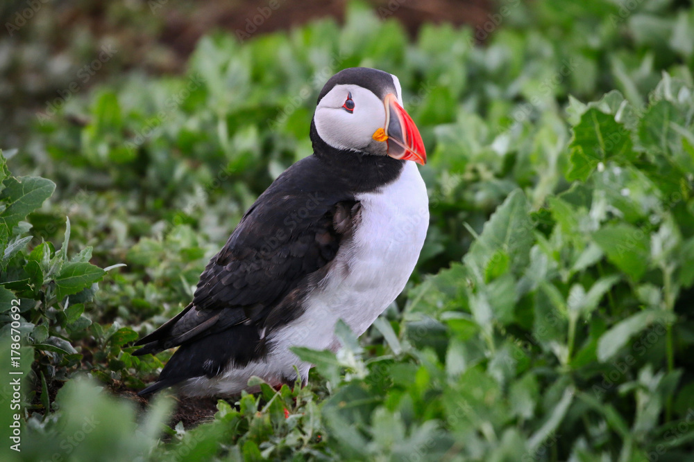Fototapeta premium Atlantic Puffin
