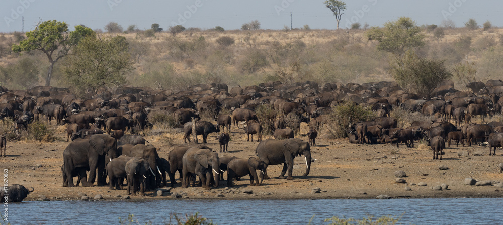 Obraz premium Herd of Cape buffalo surrounding drinking elephant herd