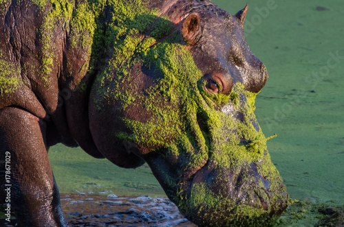 Portrait of face of hippopotamus covered with green algae and wearing a small stick