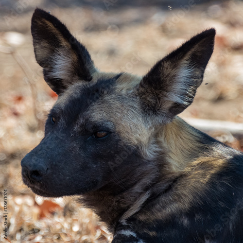 Portrait of the face of an African wild dog with ears erect