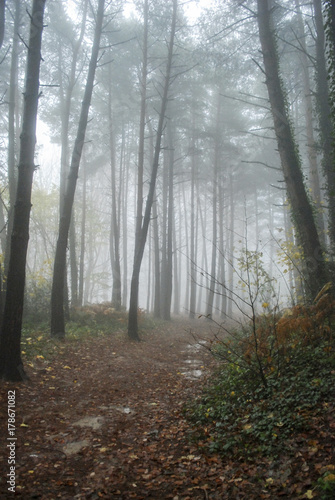 Bosque en niebla