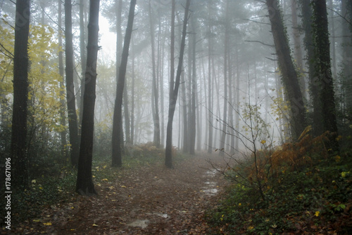 Fototapeta Naklejka Na Ścianę i Meble -  Bosque en niebla